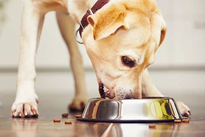 Why do dogs need to eat dog food?