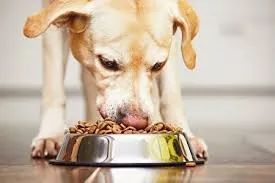 Unlock Your Dog's Health Potential: The Ultimate Guide to Choosing Top-Quality Dog Food