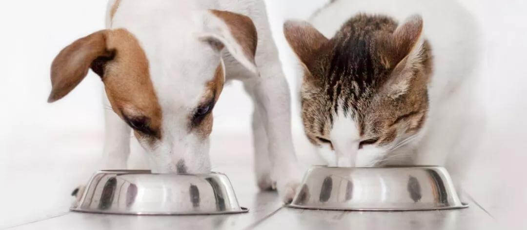 Is Dog Food Safe for Cats?