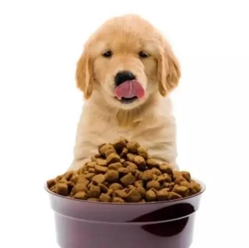 Top Breed Dog Food: Unleashing the Best Nutrition for Your Canine Companion