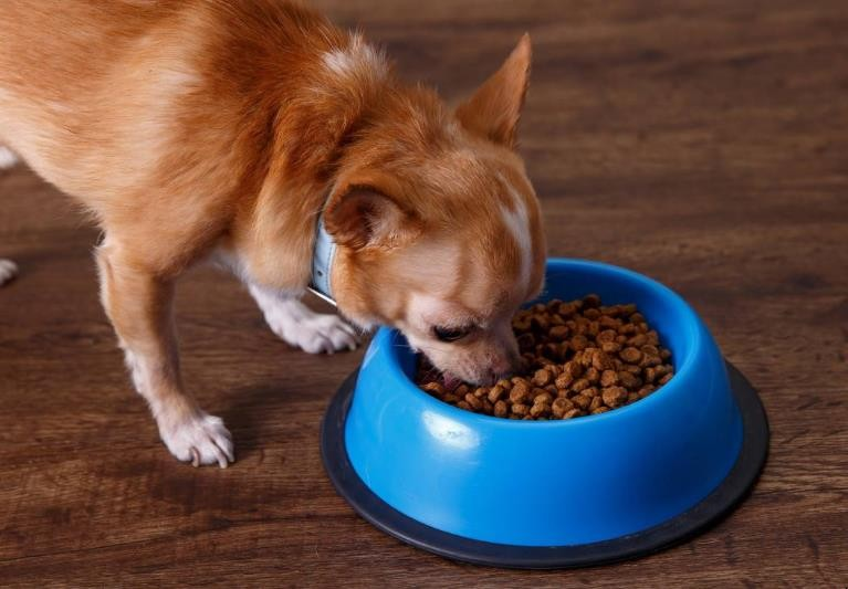 Unlocking the Secrets of Premium Dog Food: MeiMiao Pet Food's Commitment to Canine Health