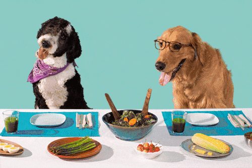 Pet dog food: providing the perfect combination of nutrition and deliciousness for your pet