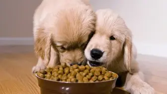 Pet dog food: providing the perfect combination of nutrition and deliciousness for your pet