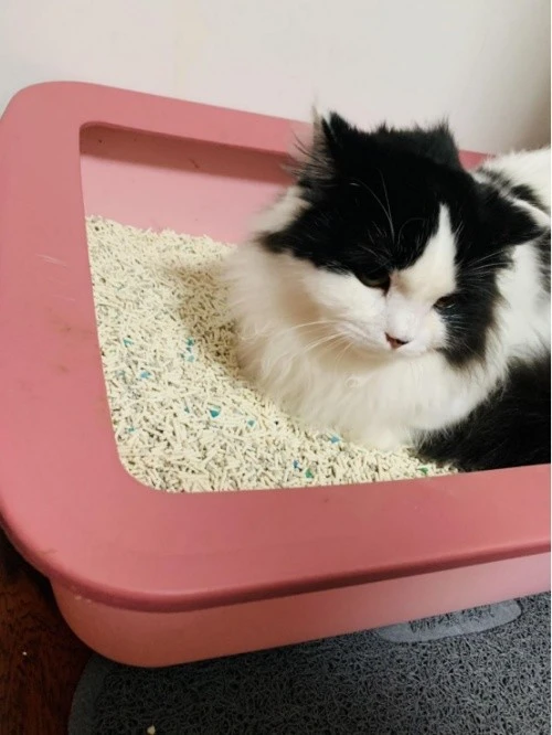 What is tofu cat litter?