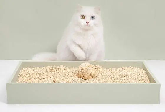 Introduction and use of tofu cat litter