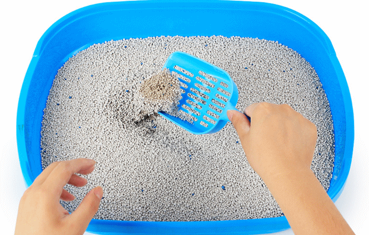 Types of Cat Litter & Cat’s Special Temperament