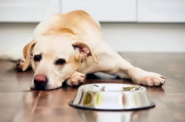 What Makes Good Dog Food