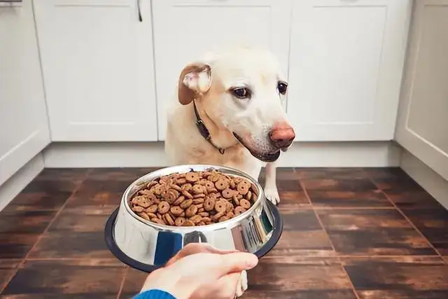 What Makes Good Dog Food