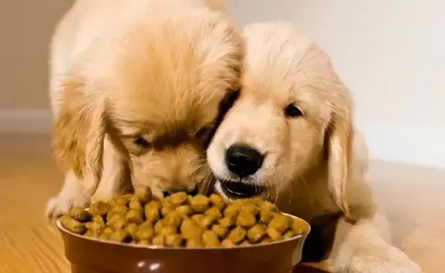 What Makes Good Dog Food