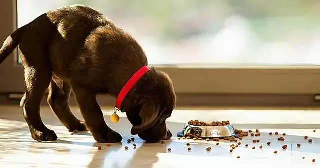 Is it OK for Dogs to Just Eat Dry Food?