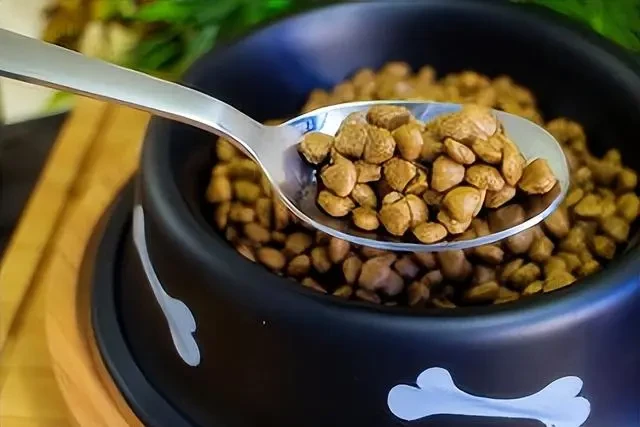 Is it OK for Dogs to Just Eat Dry Food?